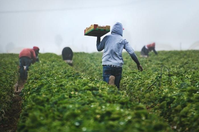 Thumbnail for CSIRO Ag2050 Economics Symposium: Imagining the Future of Agricultural Work